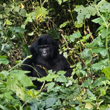 乌干达布恩迪难以穿越的国家公园4日3晚私家团