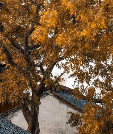 4天3晚 • 蘇州＋拙政園＋寒山寺＋周莊＋同里古鎮＋虎丘山風景名勝區等經典名勝