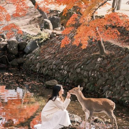 日本京都+大阪5日4晚私家团