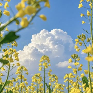 汉中+龙头山+兴汉胜境3日2晚私家团