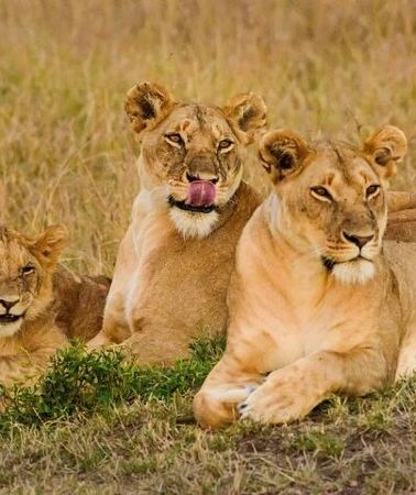3D2N • 3 Days Masai Mara Group Joining Safari