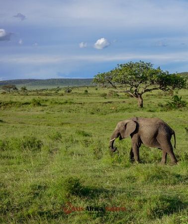 4D3N • 4 Days Safari Adventure Masai Mara and Nakuru Park Group