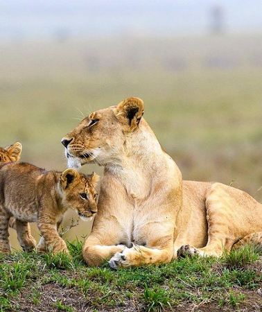 3D2N • Keekorok Lodge 3 Days, 2 Nights Maasai Mara Offer