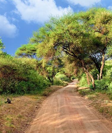 2D1N • 2 Days Tarangire-Lake Manyara NP From Arusha