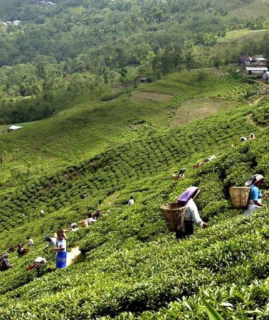 5D4N • From Kathmandu: Ilam Tea Garden & Herb Discovery Tour