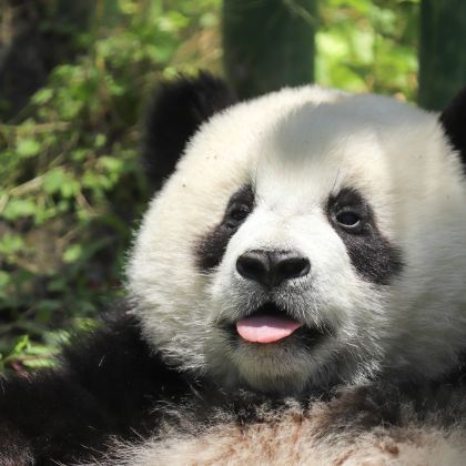 户外探索·四川卧龙大熊猫自然保护区+唐家河自然保护区6日5晚跟团游