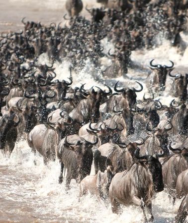 4D3N • Tanzania Zanzibar Island+Changuu Island: Dolphin Watching Cruise