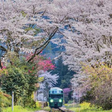 日本九州+福冈+佐贺+熊本+鹿儿岛+宫崎+别府+黑川温泉12日11晚私家团