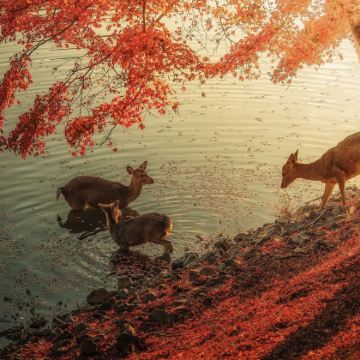 大阪+京都+奈良7日6晚拼小团