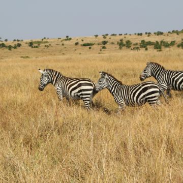 肯尼亚9日8晚拼小团