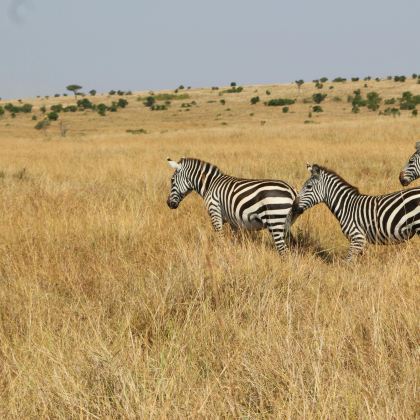 肯尼亚9日8晚拼小团