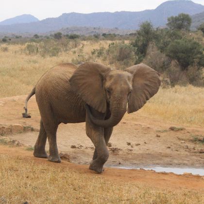 肯尼亚+坦桑尼亚+马赛马拉国家保护区+纳库鲁+安波塞利国家公园+塞伦盖蒂国家公园9日8晚私家团