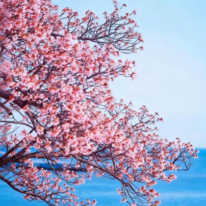 日本东京5日4晚私家团