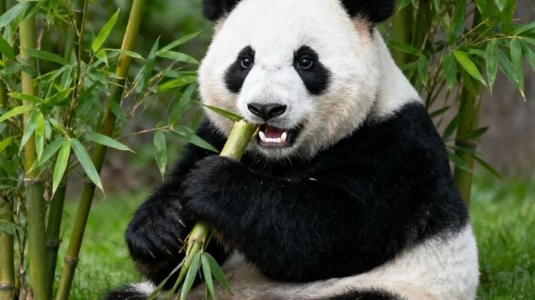 9D8N · Private Tours · Sichuan & Chongqing Holiday: Chengdu's Local Hustle, Pandas, Sanxingdui, Dazu Rock Carvings, City Walks & Mountain City Chongqing's Night Views.
