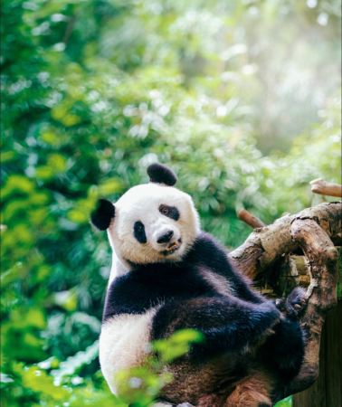 3日2晚 • 親子暢玩雙長隆樂園｜廣州長隆野生動物世界＋珠海長隆海洋王國｜嶺南老城，濱海景致｜可規劃專屬方案