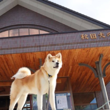 日本仙台+青森+秋田+山形8日7晚私家团