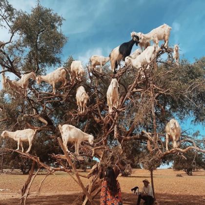 摩洛哥13日12晚私家团