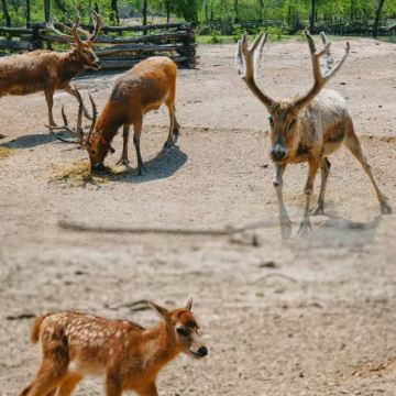 连云港+盐城+中华麋鹿园+丹顶鹤湿地生态旅游区4日3晚拼小团