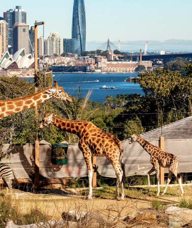 2日1晚 • 澳大利亞悉尼藍山＋塔龍加動物園 「可定製｜行程不含酒店」