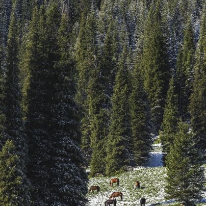 香格里拉+梅里雪山+普达措国家公园+西双版纳6日5晚拼小团