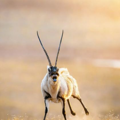 兰州+青海湖景区+察尔汗盐湖+可可西里+敦煌+张掖9日8晚拼小团