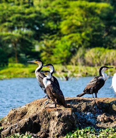 5D4N • 5 Days Tour at East Africa Safari Lake Nakuru and Lake Naivasha