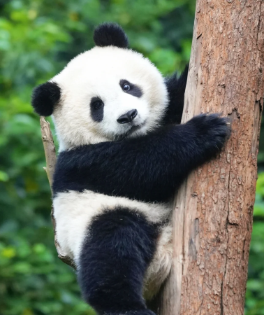 6D5N • Halal deep Sichuan tour - flexible & adjustable itinerary: Jiuzhaigou + Huanglong + Imperial City Mosque: panda experience · prayer room available · Muslim-friendly hotels