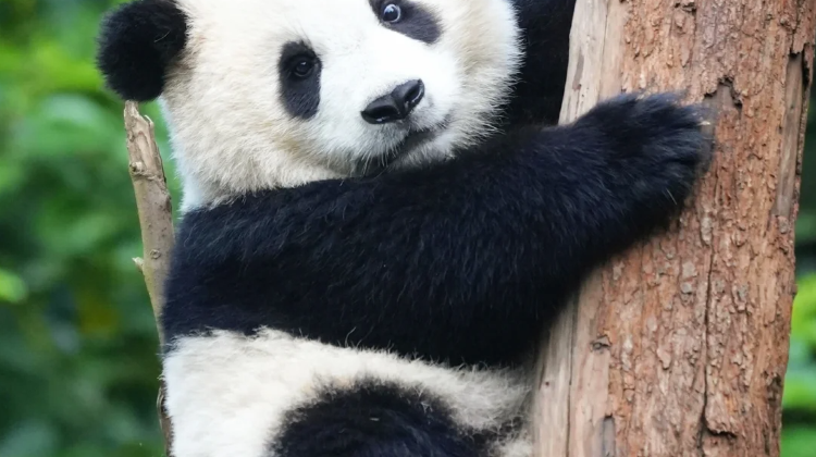 9-Day Sichuan classic panorama: Chengdu, Chongqing, Jiuzhaigou, Huanglong National Scenic Area | Private Tours·  