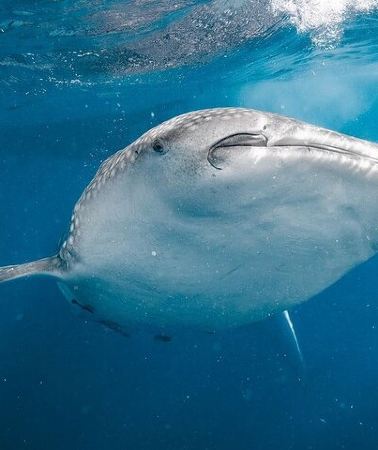 2D1N • Whale Shark Adventure 2 Days 1 Night Sharing Trip