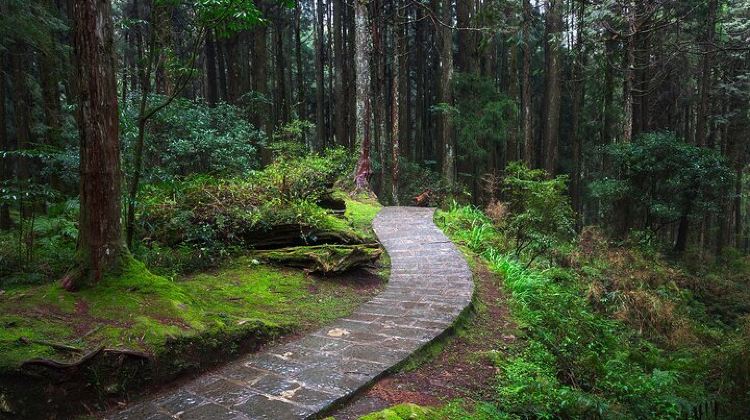 3-Day Exclusive 3-Day Sun Moon Lake & Alishan Private Tour