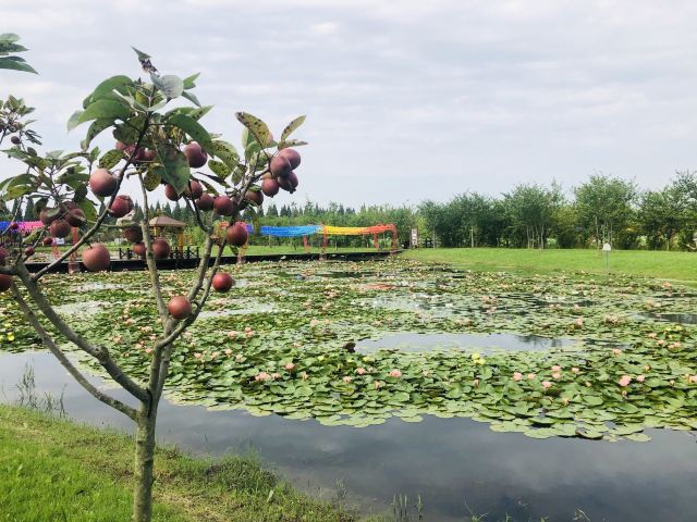 上海崇明荷花博览园旅行图片 5