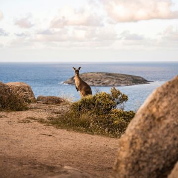 阿德莱德8日7晚私家团