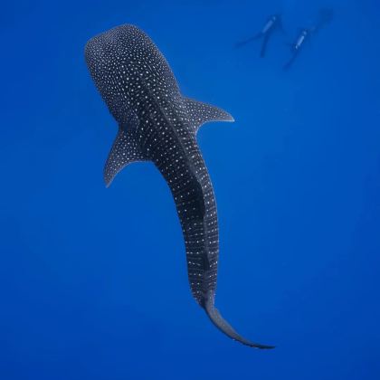 菲律宾宿务5日4晚跟团游