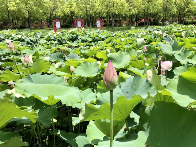 上海崇明荷花博览园旅行图片 7