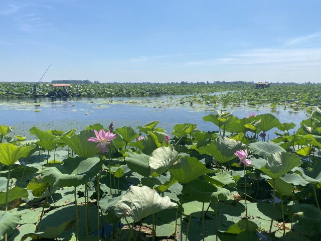 芙蓉国里君山野生荷花世界旅行图片 3