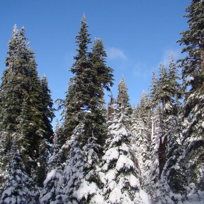 美国西雅图+奥林匹克国家公园4日3晚私家团