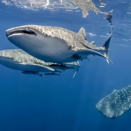 菲律宾宿务+薄荷岛+锡基霍尔岛+杜马盖地7日6晚私家团