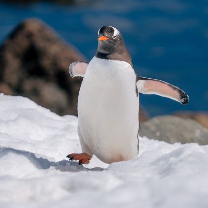 巴西+阿根廷+乌拉圭+智利+秘鲁+南极洲38日35晚跟团游