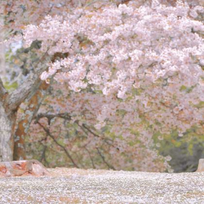 日本大阪+箱根+东京7日6晚私家团