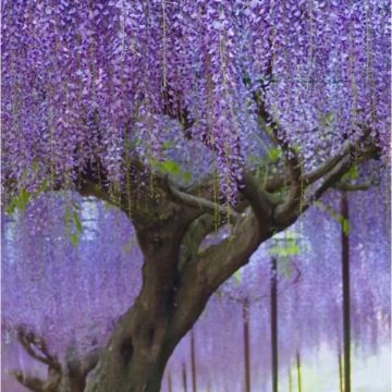 东京+富士山+茨城5日4晚跟团游