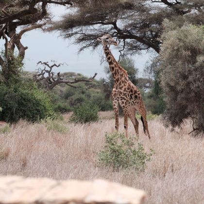 肯尼亚+坦桑尼亚10日8晚私家团