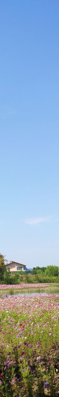 溱湖国家湿地公园-泰州