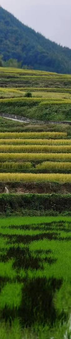欧家梯田-连山