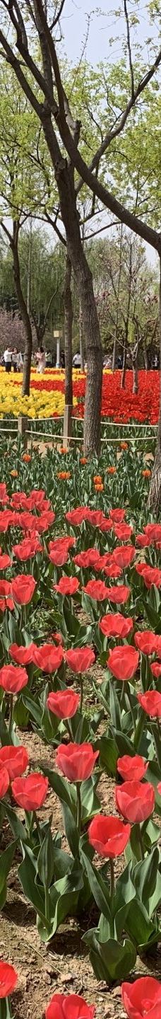 郑州中国绿化博览园-中牟