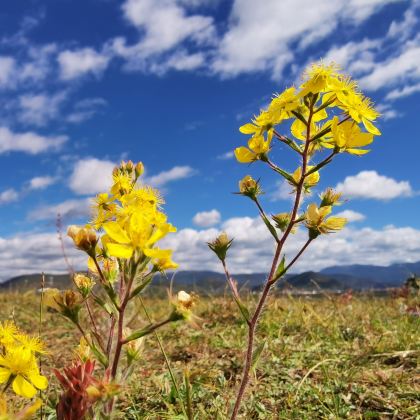 丽江+大理市+香格里拉+泸沽湖9日8晚拼小团