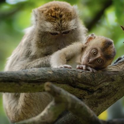 马来西亚+马达京岛11日10晚私家团