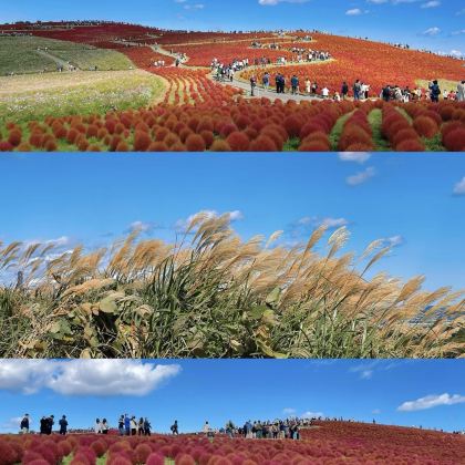 日本东京+千叶+茨城6日5晚私家团