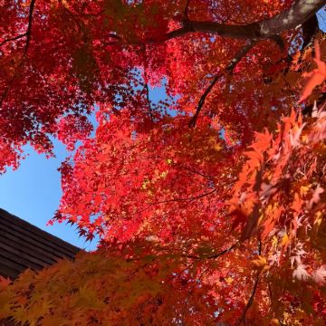 日本大阪+京都+神户+有马温泉乡7日私家团