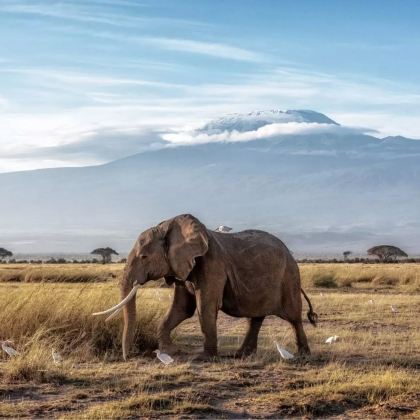 肯尼亚安博塞利+马赛马拉国家公园+博戈里亚湖+奈瓦沙+纳库鲁10日8晚私家团