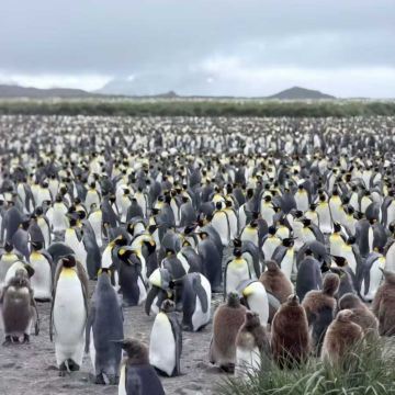 阿根廷乌斯怀亚+南极洲南极半岛+南乔治亚岛+中国南极长城站+智利22日跟团游